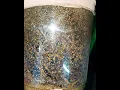 Download Lagu Drosophila Melanogaster 'Turkish Glider', Fruchfliegen, fruit flies , Futterfliegen