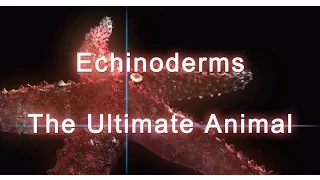 Download Shape of Life: Echinoderms - The Ultimate Animal MP3