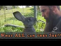 Download Lagu How Rabbits See the World (Extremely Unique Perception)