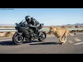Lagu Cheetah vs Kawasaki Ninja H2R - Ultimate Speed Test!