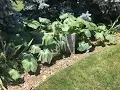 Pruning Your Pumpkin
