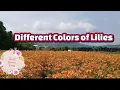 Download Lagu Lilies