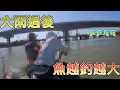Download Lagu 【顛覆想像】出溪水後出海口 咬翻天 紅槽 石斑 黑鯛 午仔 狂咬到手軟