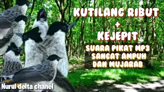 suara kutilang ribut kejepit 