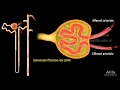 Formation of Urine - Nephron Function, Animation.