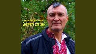 Бандуристе орле сизий 