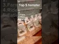 Download Lagu Top 5 hamster #content #funny #usa #memes #ai #fypyoutube #foryoupageshorts #foryou #fypシ゚viral