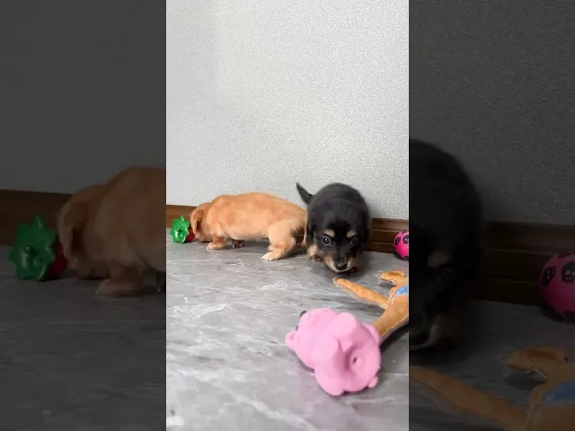 動画