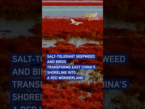 Salt-tolerant seepweed and birds transforms east China's shoreline into a red wonderland