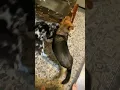 Australian Shepherd A Rescue s Best Friend