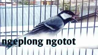 gelatik batu gacor ngeplong ngotot