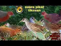 Download Lagu Suara pikat burung tikusan 100% ampuh buat pancingan..