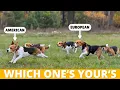 3 Types of Beagles Which One s Yours