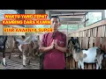 Download Lagu Waktu Yang Tepat Untuk Mengawinkan Kambing Dara Biar Anaknya Bagus