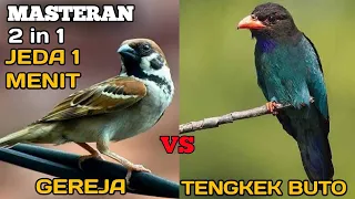 masteran gereja tarung sambung tengkek buto dengan jeda 1 menit