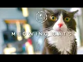 Scare MICE Away FAST with These CAT Meowing Sounds Cat Sounds to Scare Mice