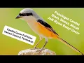 Download Lagu Cendet Gacor Full Isian Variasi Suara Tembakan, Pancingan Burung Pentet Bahan Stres Macet Agar Bunyi