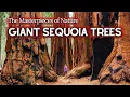The Ancient Story of Giant Sequoia Trees The World s Largest Trees - Natural Wonders 4