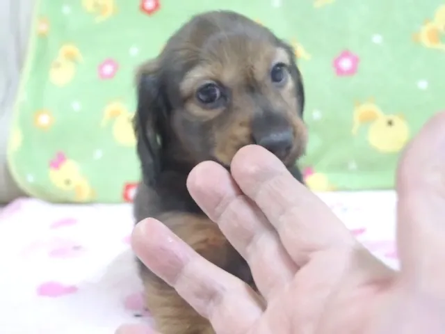 動画