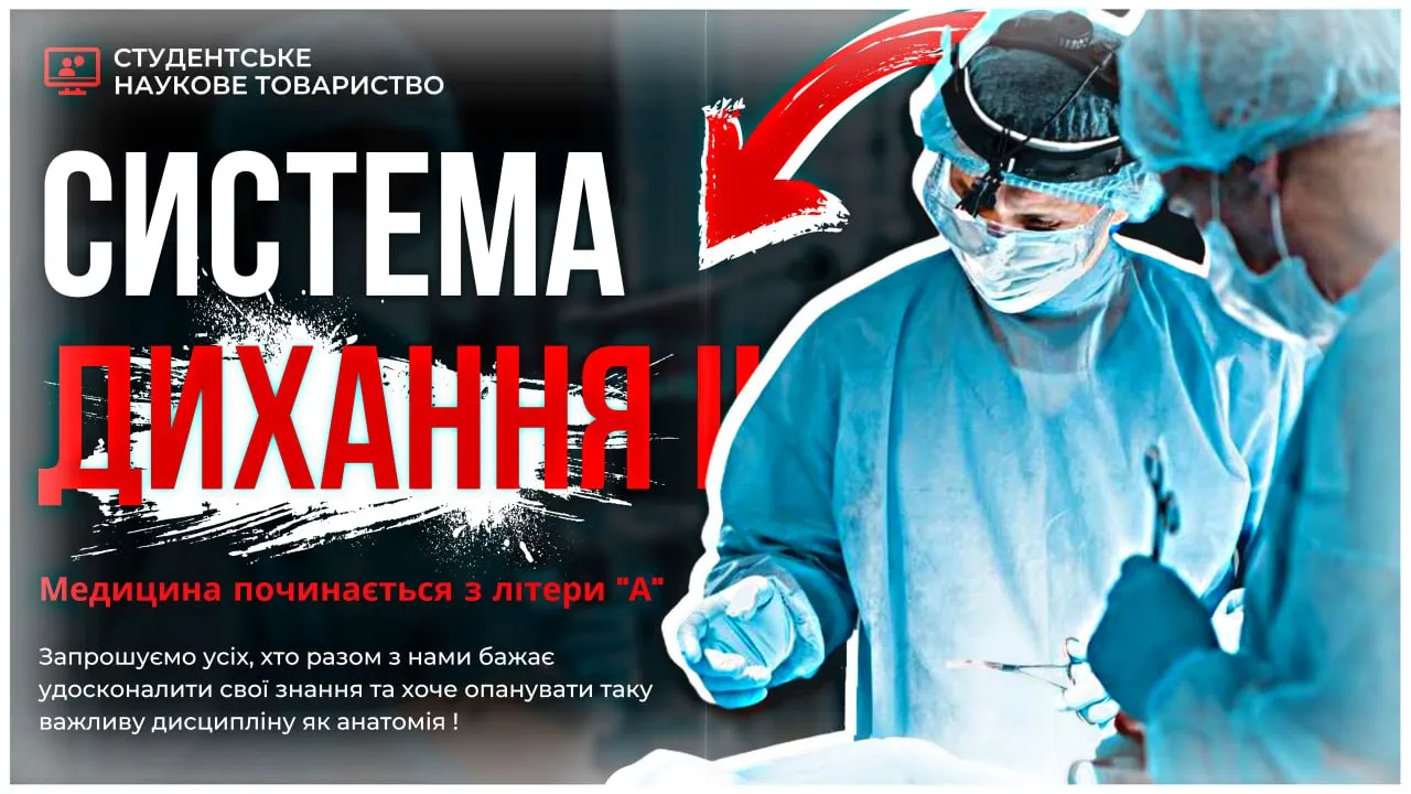 Анатомія трахеї, головних бронхів. Анатомія легень та плеври. Середостіння.
