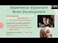 Experience-Expectant Experience-Dependent Brain Development