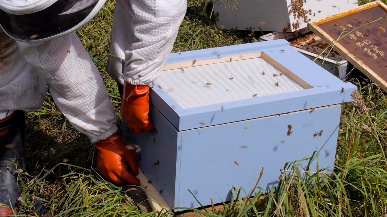 Outline Video Beekeeping Basics with Thomas Clow - Cloake Board