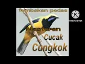 Download Lagu MASTERAN CUCAK CUNGKOK GACOR TEMBAKAN PEDAS Masteran juara
