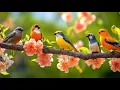 Download Lagu 🎹 Relaxing Piano with Bird Sounds | Soothing Nature Music for Meditation No Ads