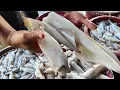 Download Lagu musim sotong kembali lagi di jeti LKIM Pulau Kambing 