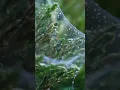 How To Get Rid Of Spider Mites