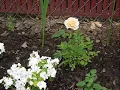 My Backyard, Episode Three