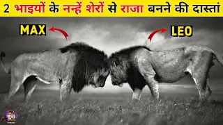 2 Lion Brothers का नन्हें Cubs से राजा बनने तक का सफर। Lion Brothers:- Cubs to Kings Documentary.