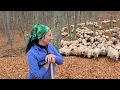 Lagu Ciobănița Uța din Sălaj, cu oile breze, în pădure la jir