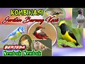 Download Lagu KOMBINASI MASTERAN BURUNG KECIL., suara tembakan ngerol burung kecil