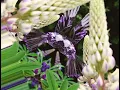 Anish Kumar - Hummingbird