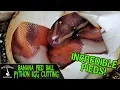 BANANA PIED BALL PYTHON EGG CUTTING