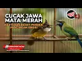 Download Lagu Masteran Cucak Cungkok Gacor vs Cucak Jenggot Jawa Gacor Besetan Tajam Pancingan Emosi Ampuh