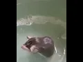Download Lagu tikus pun tau mandi??