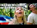 Download Lagu Flying To Borneo Just For That ONE MOMENT! A Crazy Wildlife Experience