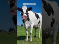 Lagu Tiktok is back..😂#animals #funny #comedy #jokes #shortsviral #shorts #@ThetharpunsLife #video
