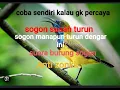 Suara pikat burung sogon susah turun mp3 || pasti dapat 100%