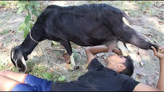 Oh My God Hungry Boy Drink Raw Goat Milk From The Goat New Style Goat Milk Drinking Ep 21 