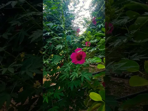 Blooming Blast in Garden