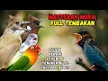 Lagu Masteran Tembakan Cililin, Kenari, Lovebird, Cucak Jenggot dan Tengkek Buto