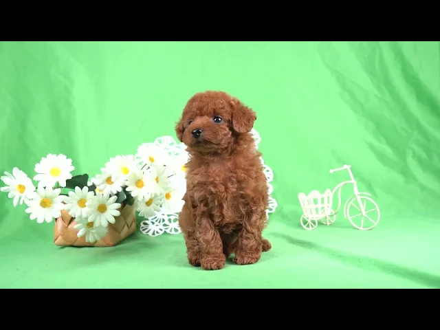 動画