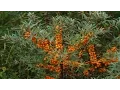 Download Lagu ⟹ SEABERRY | Hippophae Rhamnoides | A LOOK AT THE SEA BUCKTHORN