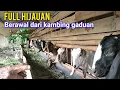 Download Lagu Konsep Ternak Full Hijauan Bermodal Kambing Gaduh, Kini Sudah Milik Sendiri