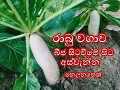 Radish Cultivation rabu wagawa gewathu wagawa Home gardening sinhala srilanka