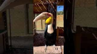 طائر أبو قرن المكلل  طائر أبو قرن المكلل