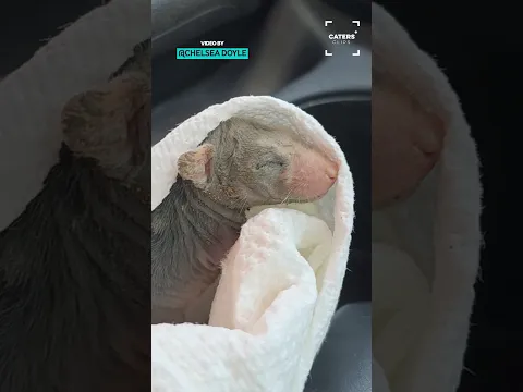 Baby Possum Rescue 🥰